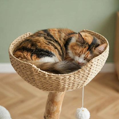 Arbre a chat maine coon bois flotté